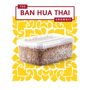 Myceliumbox Ban Hua Thai (white label)