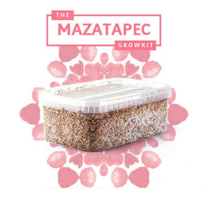 Myceliumbox Mazatapec (white label)