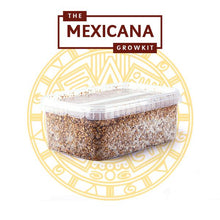 Load image into Gallery viewer, Myceliumbox Mexicana (white label)