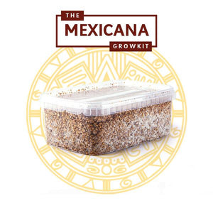 Myceliumbox Mexicana (white label)