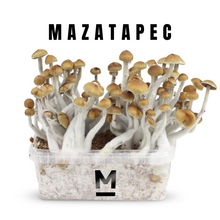 Load image into Gallery viewer, Myceliumbox Mazatapec (white label)