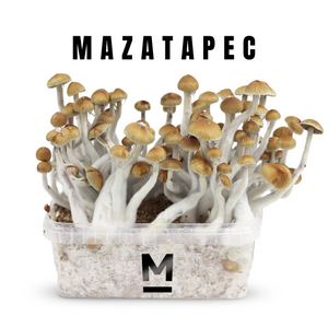 Myceliumbox Mazatapec (white label)