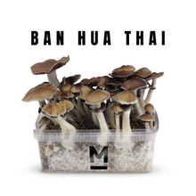 Load image into Gallery viewer, Myceliumbox Ban Hua Thai (white label)