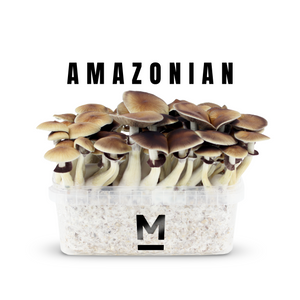 Myceliumbox PES Amazonian (with sleeve)
