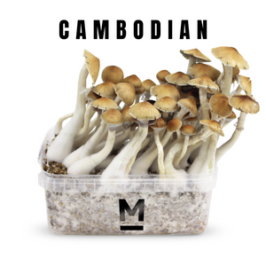 Myceliumbox Cambodian (with sleeve)