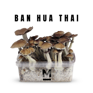 Myceliumbox Ban Hua Thai (with sleeve)