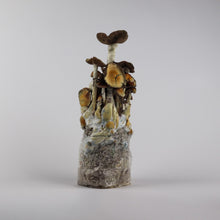 Load image into Gallery viewer, Inoculated Grow Bag