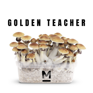 Myceliumbox Golden Teacher (white label)