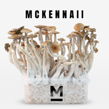 Load image into Gallery viewer, Myceliumbox Mckennaii (white label)