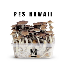 Load image into Gallery viewer, Myceliumbox PES Hawaii (white label)