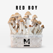 Load image into Gallery viewer, Myceliumbox Red boy (white label)