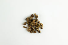 Load image into Gallery viewer, Mondo Sclerotia Tampanensis Pollock
