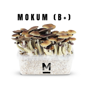 Myceliumbox B+ (with sleeve)