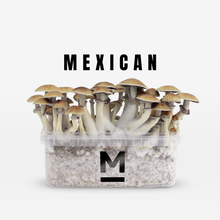 Load image into Gallery viewer, Myceliumbox Mexicana (with sleeve)