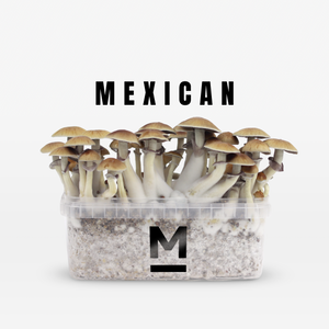 Myceliumbox Mexicana (with sleeve)