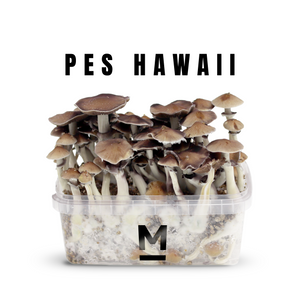 Myceliumbox PES Hawaii (with sleeve)