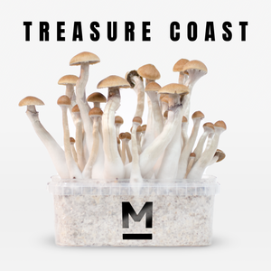 Myceliumbox Treasure Coast (with sleeve)